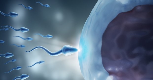 2034983_sperma-spermie-vajicko-oplodneni-v1
